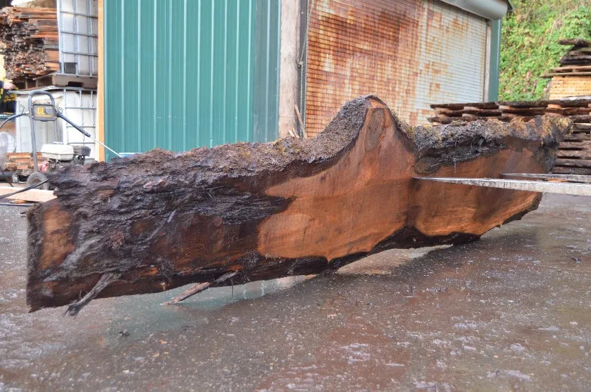 Oregon Black Walnut Slab 032322-11