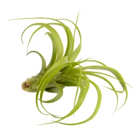 Tillandsias Brachycaulos Abdita